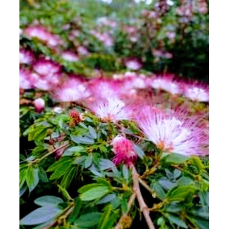 Tanaman Kaliandra Suriname pink