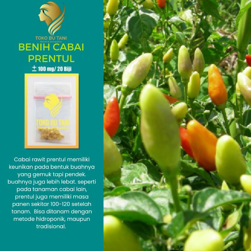 Benih Cabe Prentul Benih Sayuran Bibit Cabai Prentul Benih Sayur Berkualitas