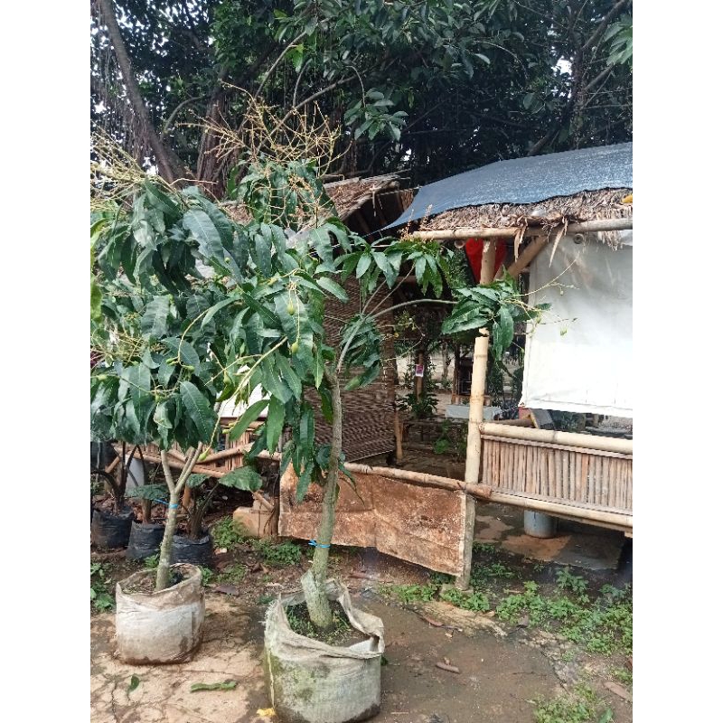 Indukan Pohon Mangga Mahatir Berbuah/Bibit Pohon Mangga Sudah Berbuah