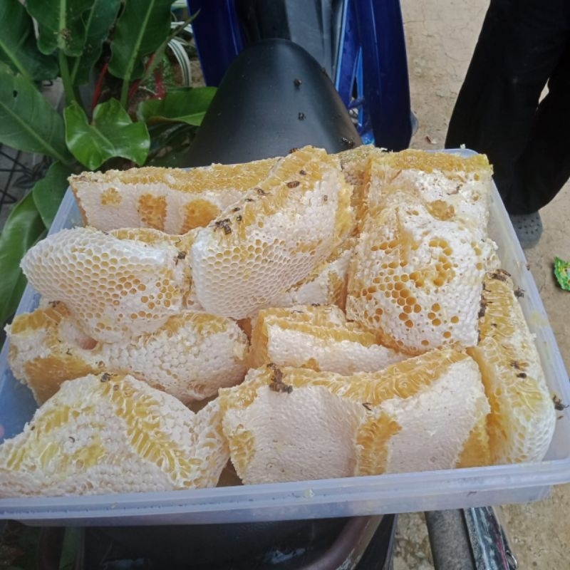 

MADU BUNGA KALIANDRA
