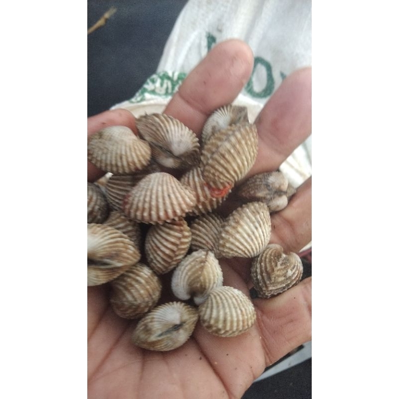 

kerang gede dara asli jos