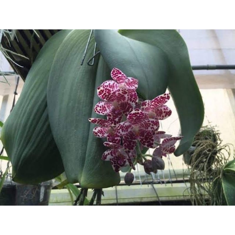 Phalaenopsis gigantea seedling