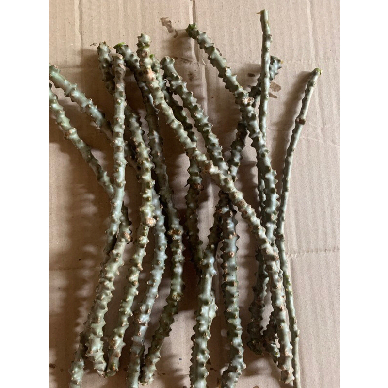 

patrawali brotowali segar 500gr