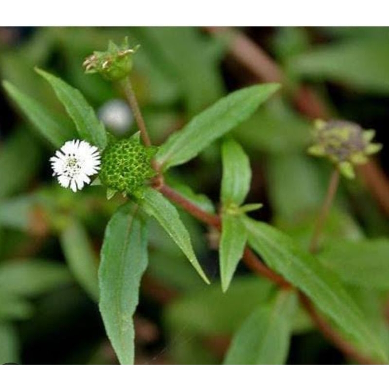 

Daun urang aring asli berat 100g untuk obat herbal