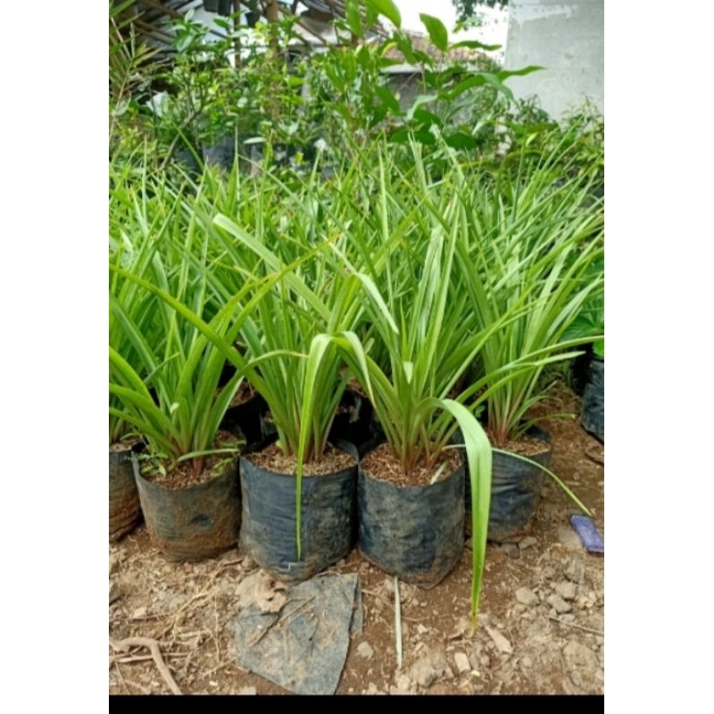 pohon sedap malam sedap malam