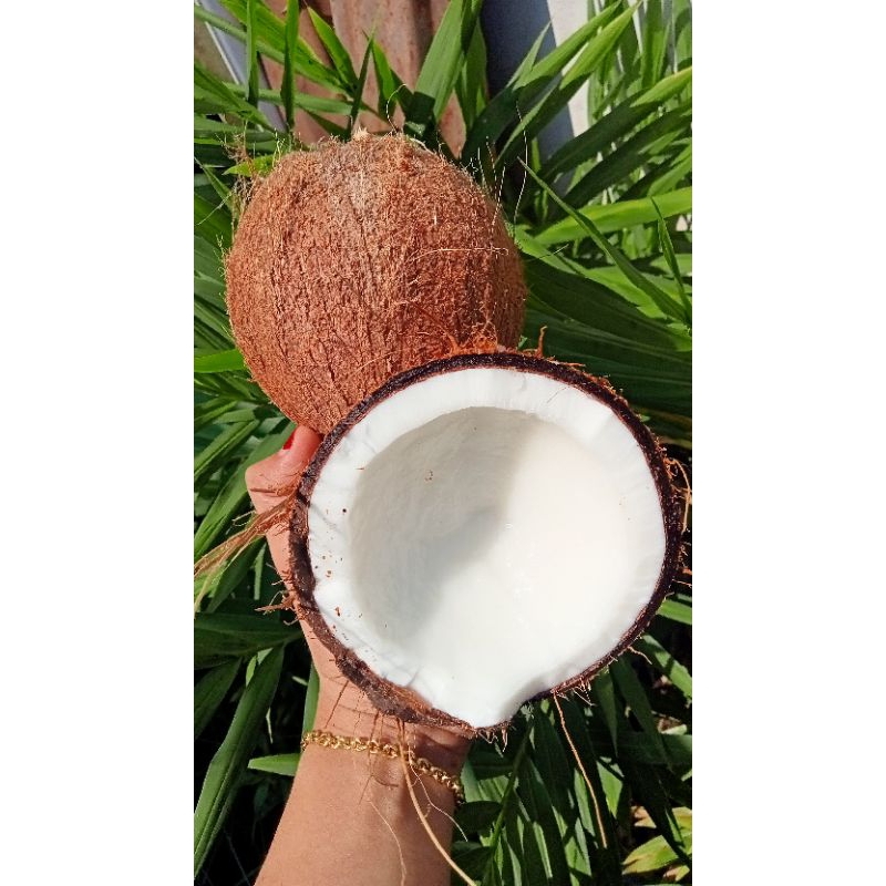 

buah kelapa/ biji