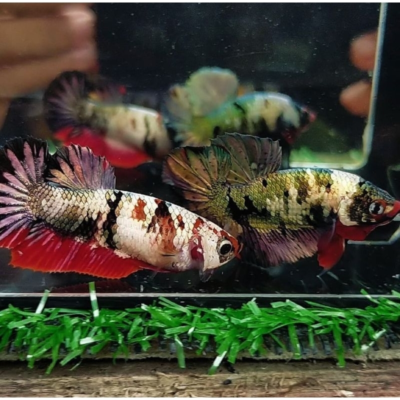 Jantan dan Betina Cupang Red Koi Copper RKC Top Grade