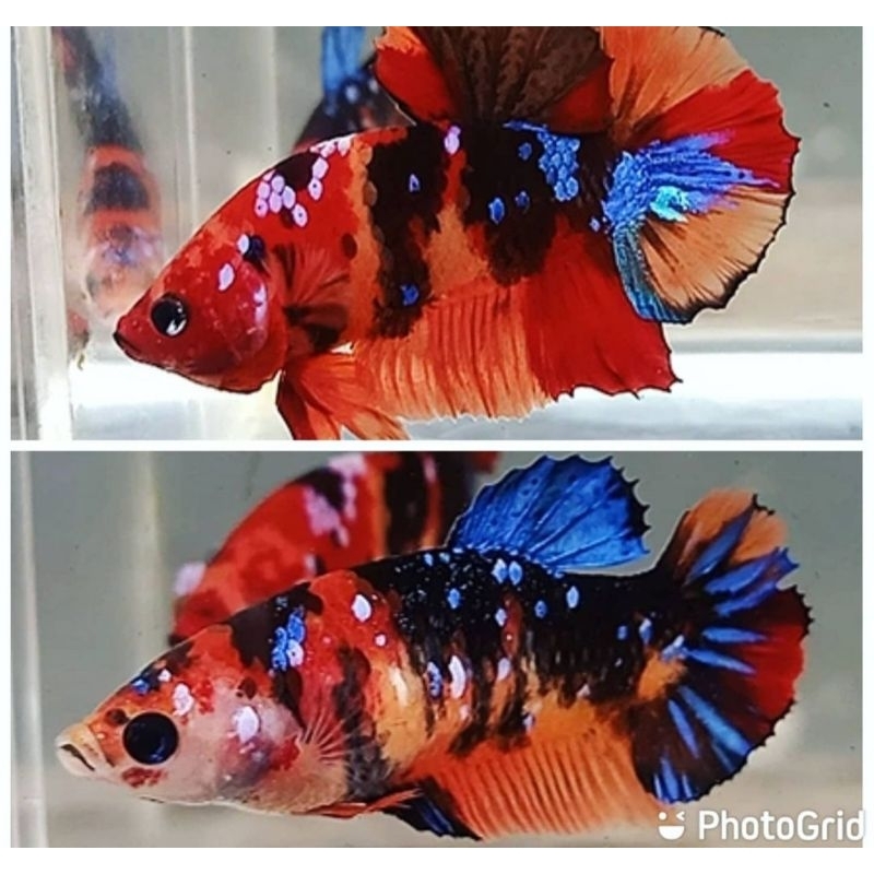 Indukan Cupang warna warni Multucolor Sepasang