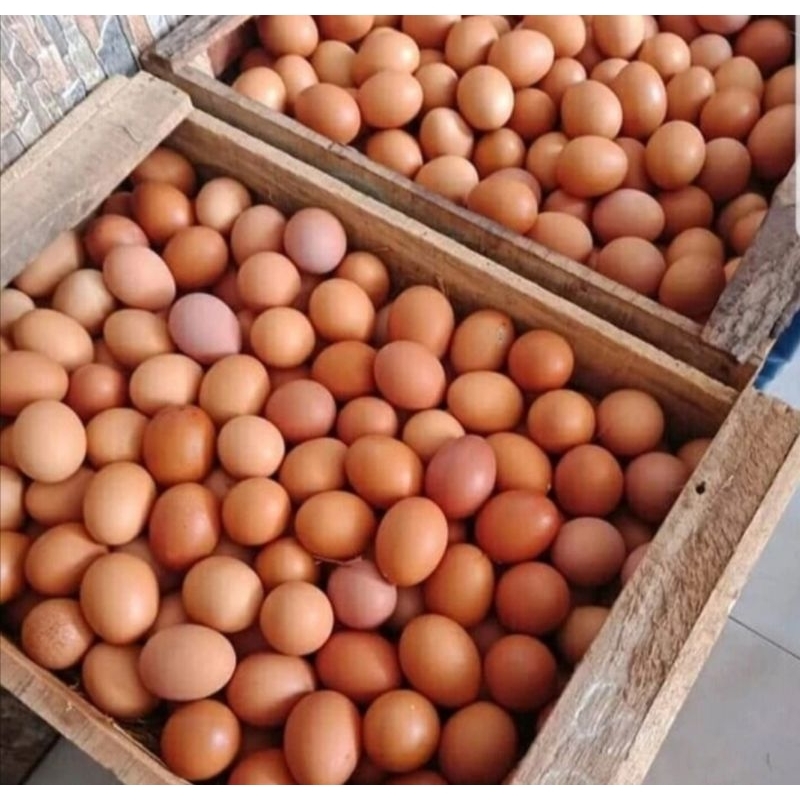 

Telur ayam negri selalu Fres dan termurah 1peti