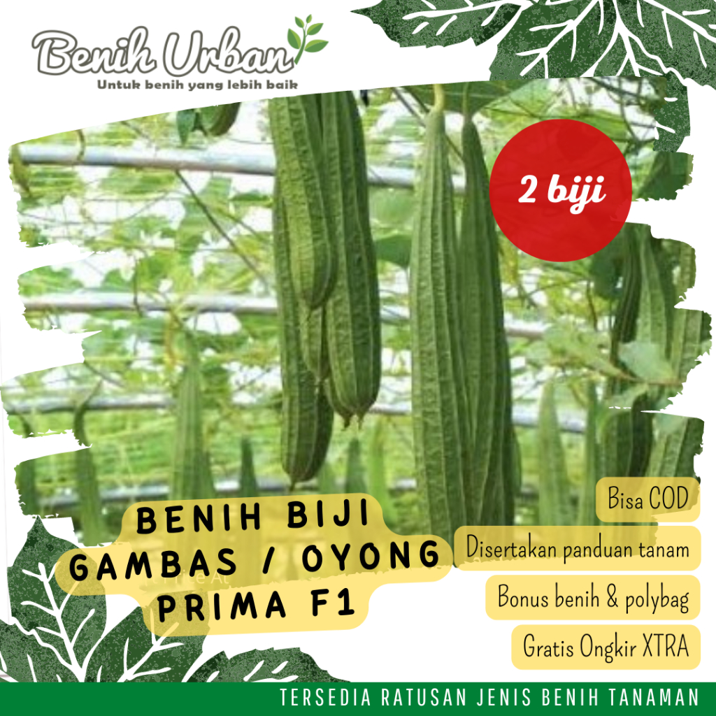 2 Biji Benih Sayur Gambas Oyong Prima F1
