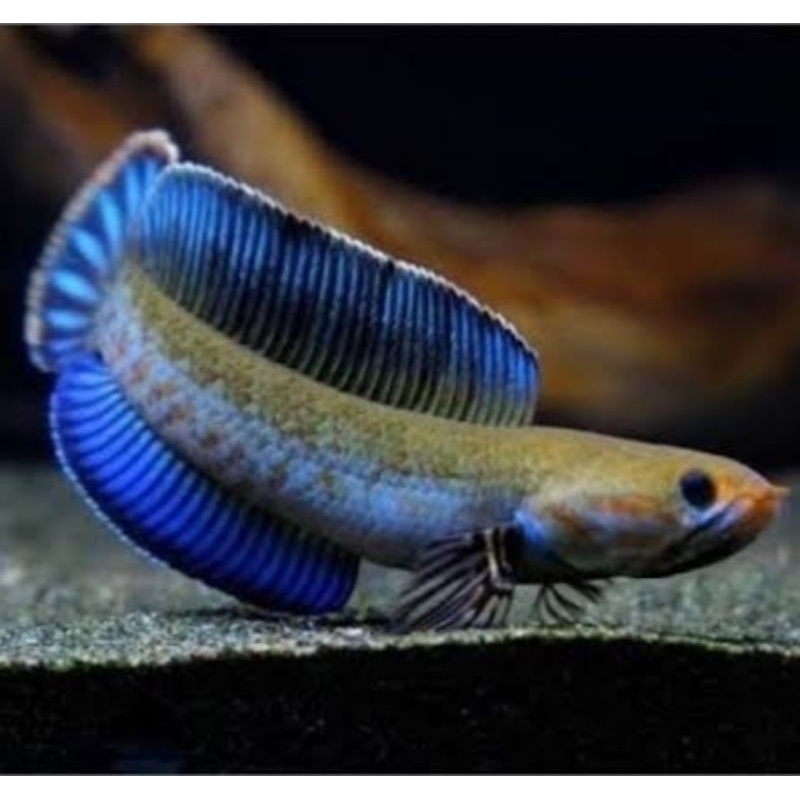 chana andrao gondrong