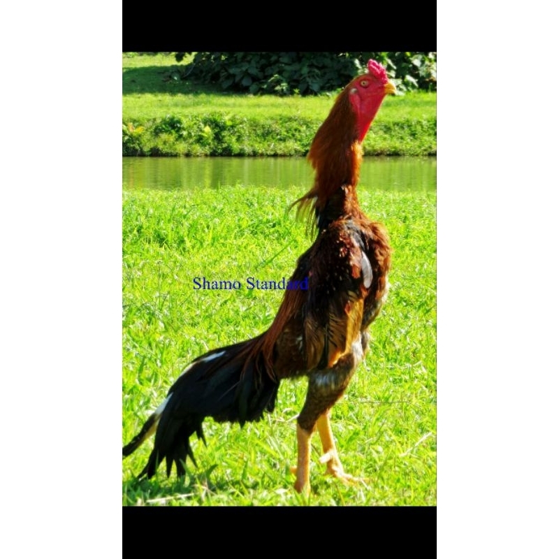 

TELUR AYAM SHAMO UNTUK DI TETASKAN