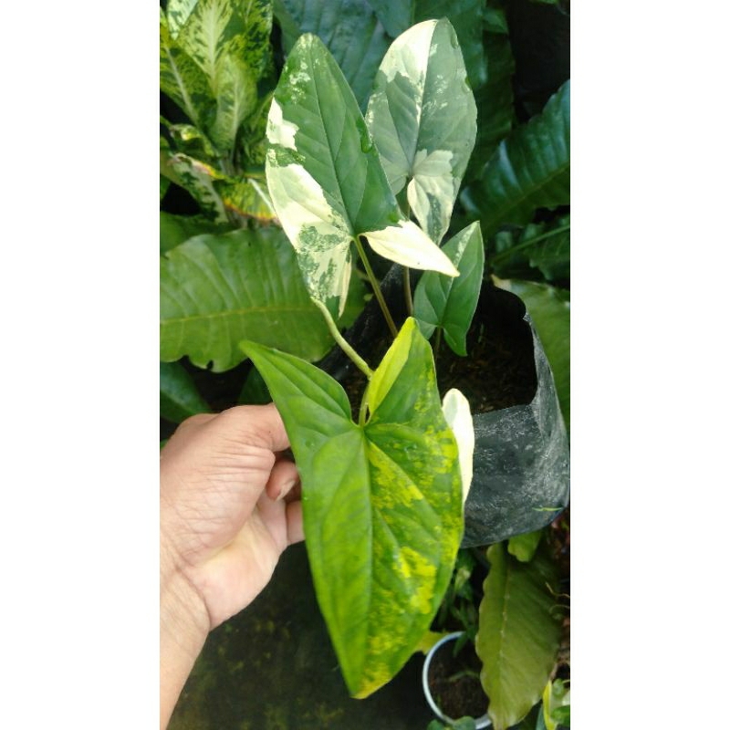 syngonium varigata kuning