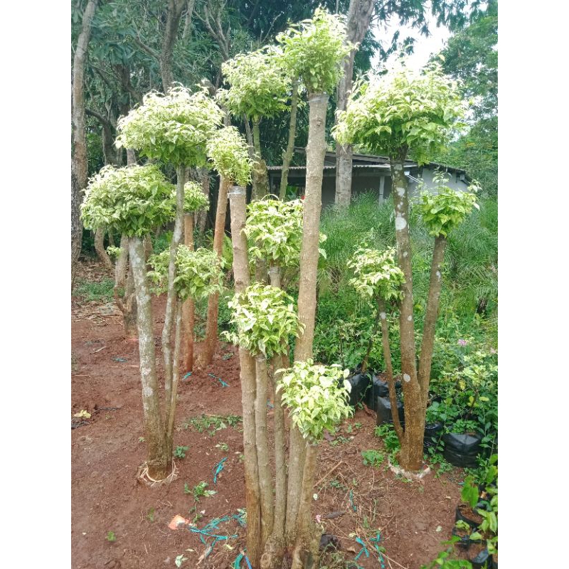 Bonsai anting putri tinggi 1 meter lebih