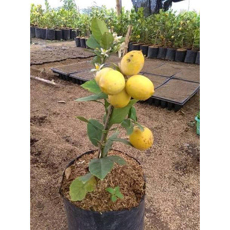 Bibit Tanaman Buah Jeruk Lemon Jumbo (Sudah Berbunga/Berbuah)