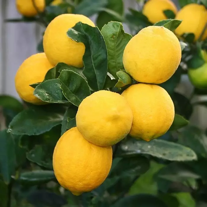 Bibit Tanaman Buah Jeruk Lemon California Okulasi (Berbunga, berbuah)