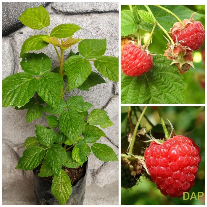 Bibit Tanaman Buah Rasberi Import / Raspberry Polka