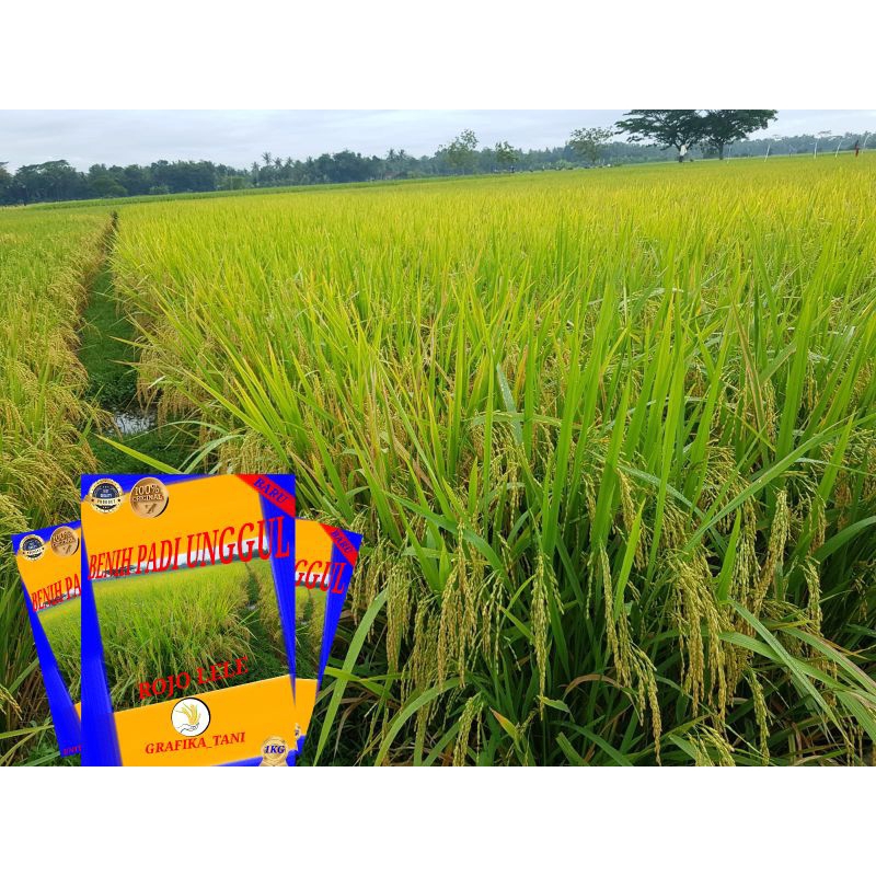 benih padi rojo lele 1 kg