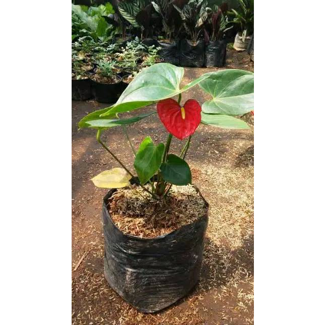 Tanaman Hias Anthurium Mini Mickey Mouse