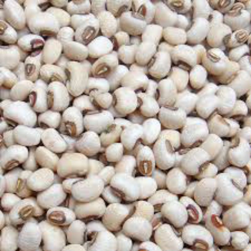 

kacang tolo kacang tunggak premium