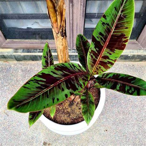 Tanaman Hias Banana Blood