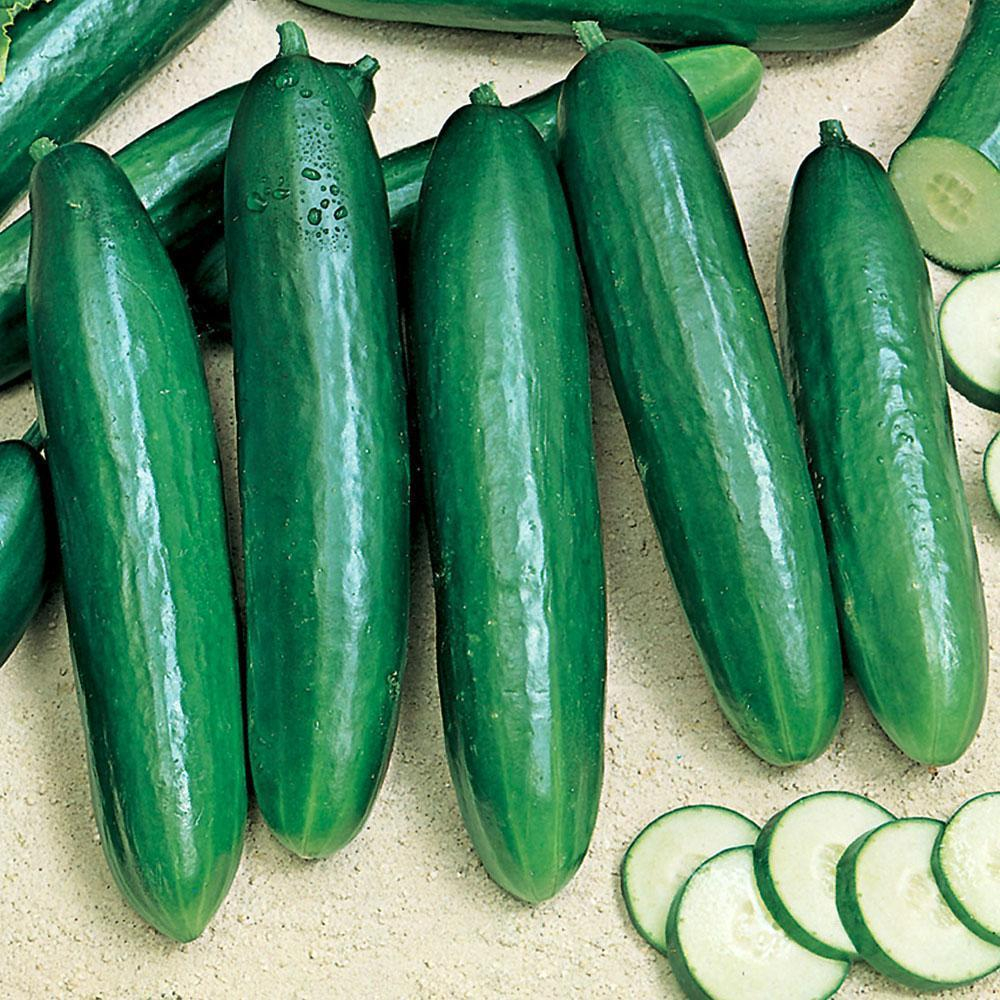 Benih Bibit Biji - Cucumber Beth Alpha F1 Seeds - IMPORT