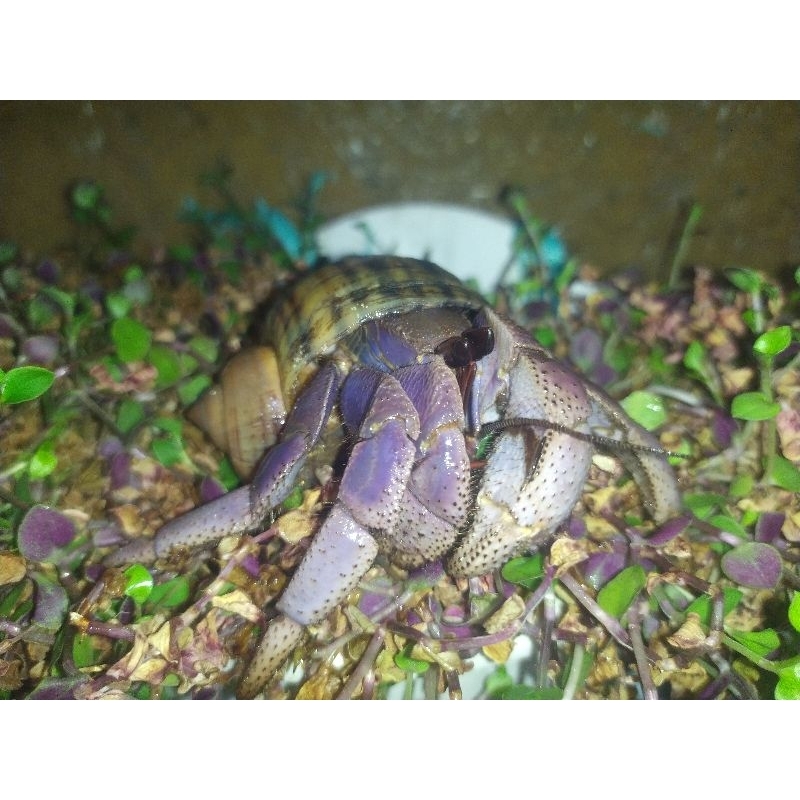 PAKET VIOLA KEONG MAS LUCU JUMBO XL L M