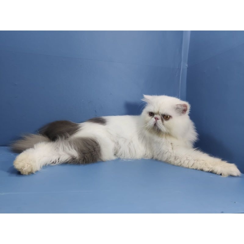 pejantan peaknose longhair blue van