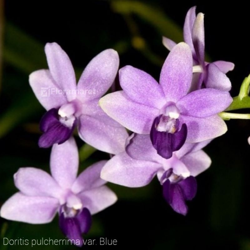 Anggrek Doritis Pulcherrima var. Blue