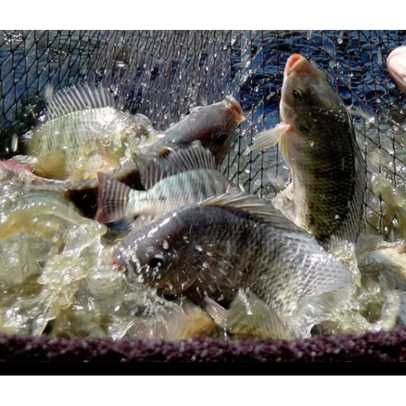 

Ikan Nila Hidup segar