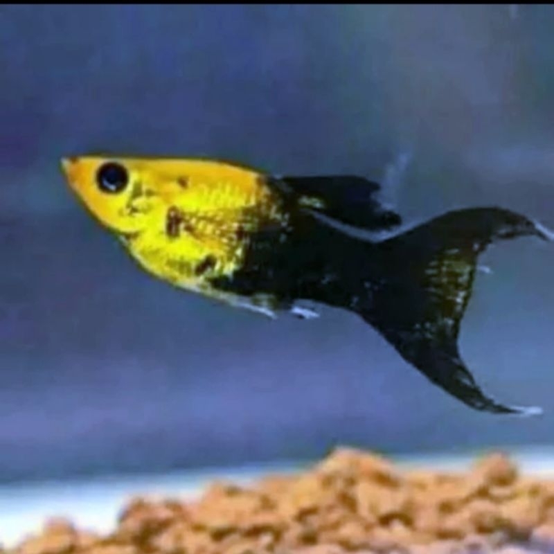 

ikan molly