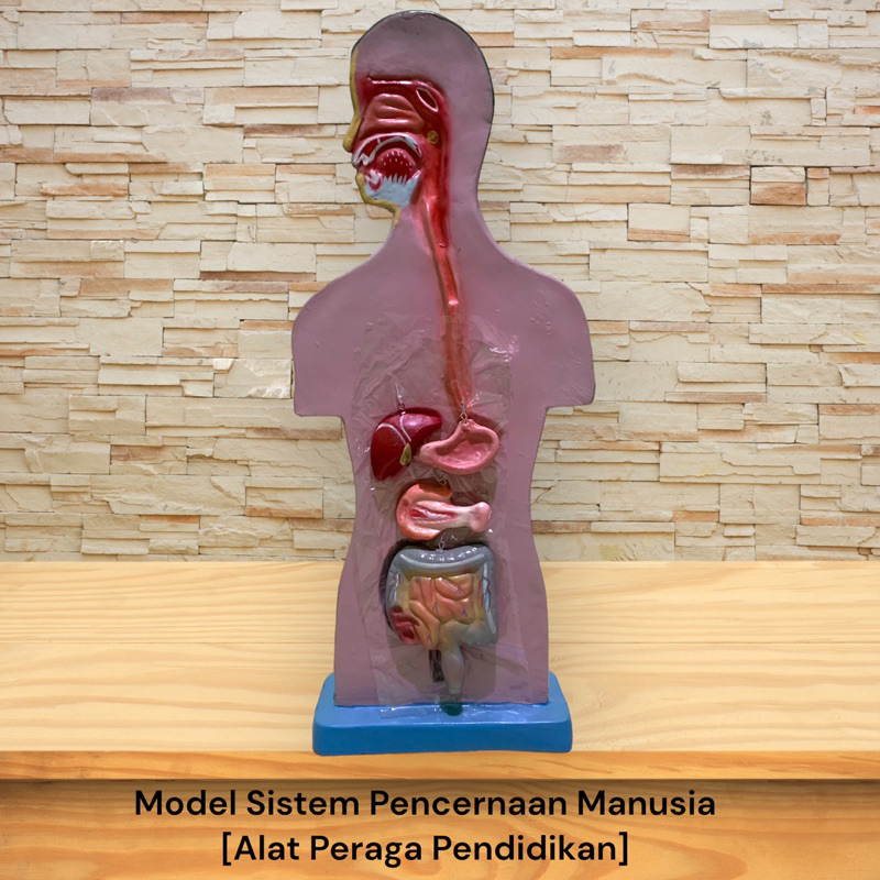 

(PROMO!!!) Alat peraga model pencernaan manusia [Alat peraga pendidikan ipa biologi]