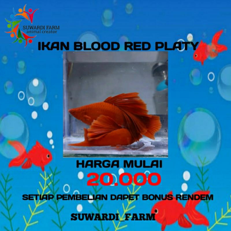 Aksesoris Akwarium ( ikan blood red platy kualitas import)