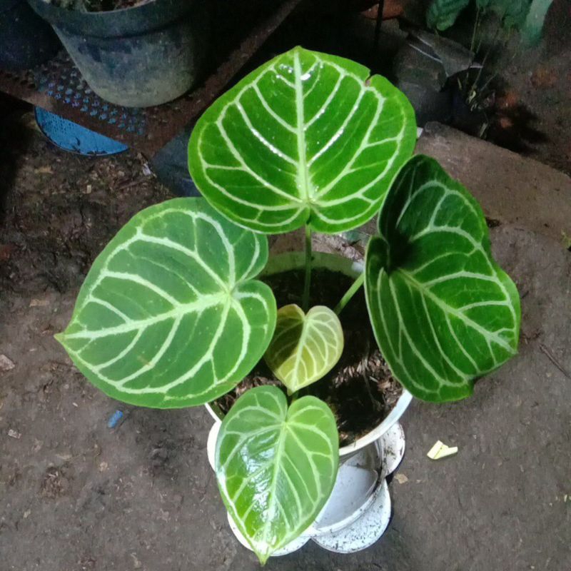 Tanaman hias Dorayaki