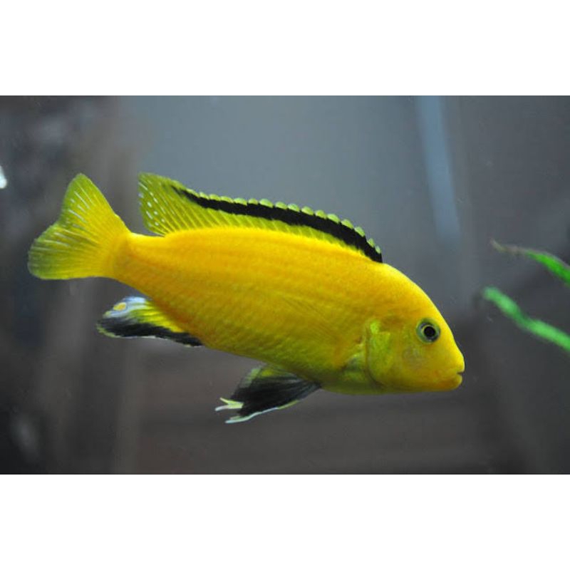 chiclid lemon. ikan hias aquascape