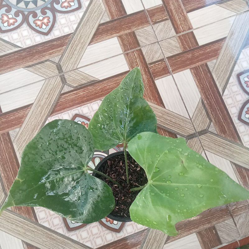 Tanaman Anthurium pterodactyl