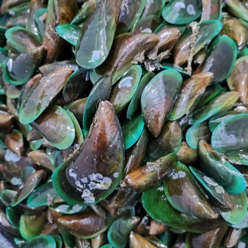 

HARGA PROMO Kerang Hijau Kerang Ijo 1kg kerang segar