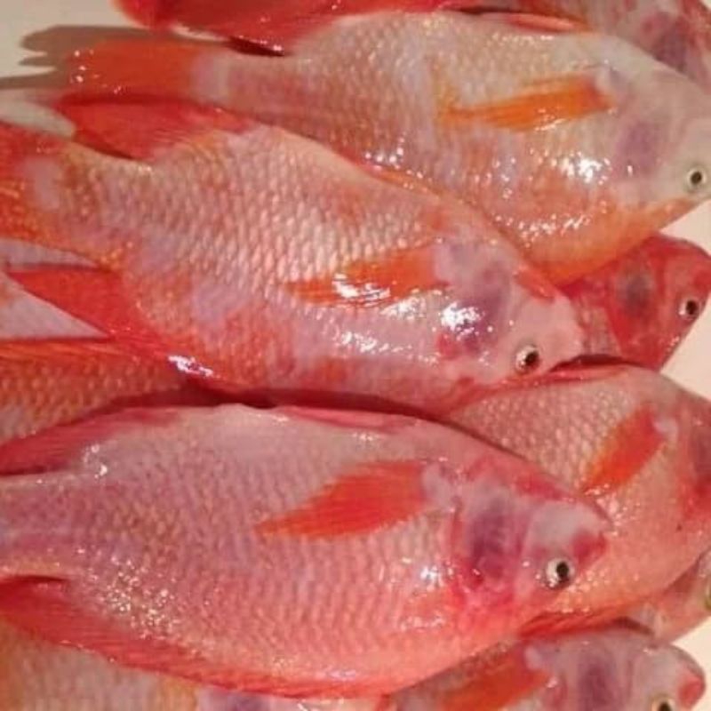 

Ikan Nila Merah Segar 1kg