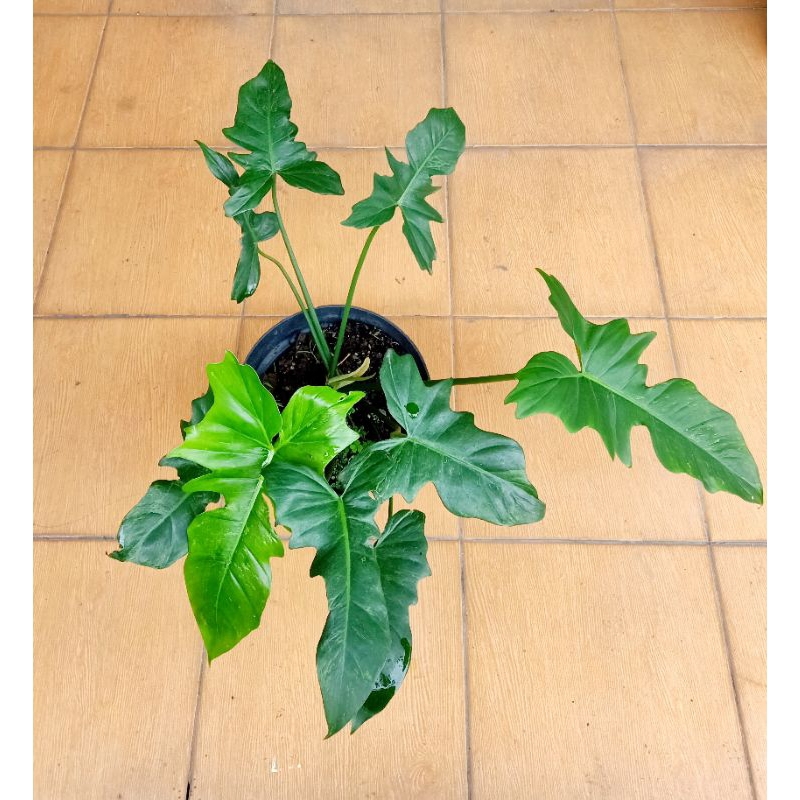 philodendron lime fiddle atau philodendron golden dragon