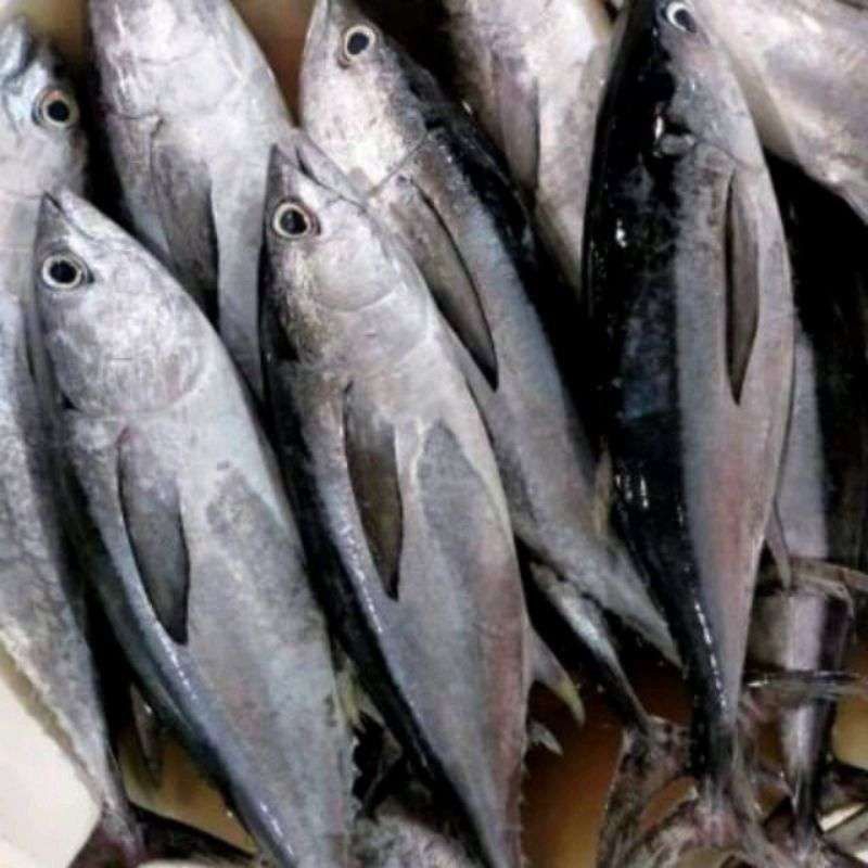 Tongkol Abu 1kg tongkol segar ikan Tongkol