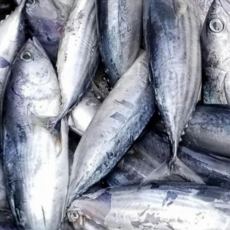 Tongkol Cakalang 1kg ikan Tongkol segar