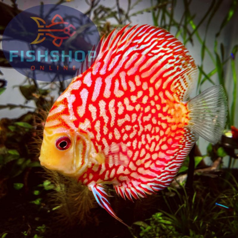 Discus Red Pigeon Size 2'Cm / 1'Inch