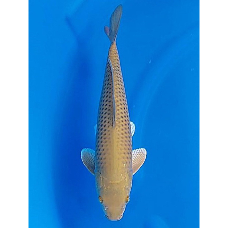 Ikan Koi Midori Chagoi43cm