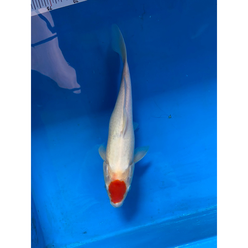 Ikan Koi Tancho kohaku 31cm (Badan Bengkok)