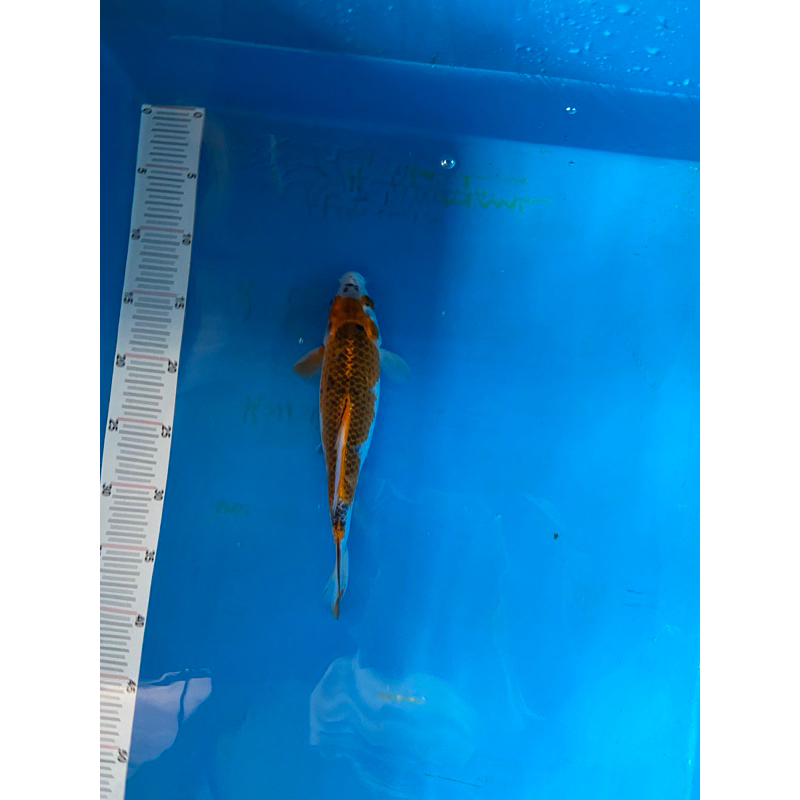 Ikan Koi Kujaku 25cm