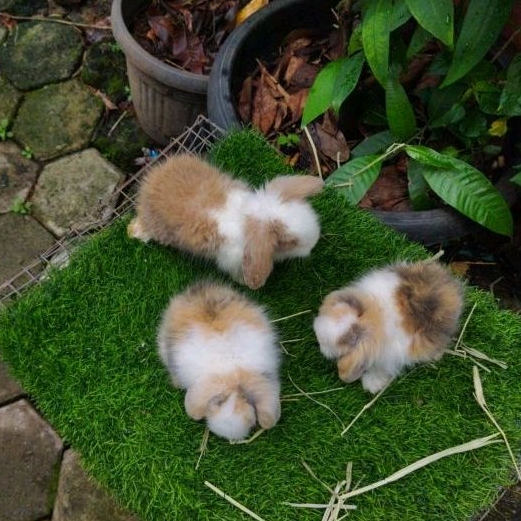 Kelinci Bulu Panjang Fuzzy Lop