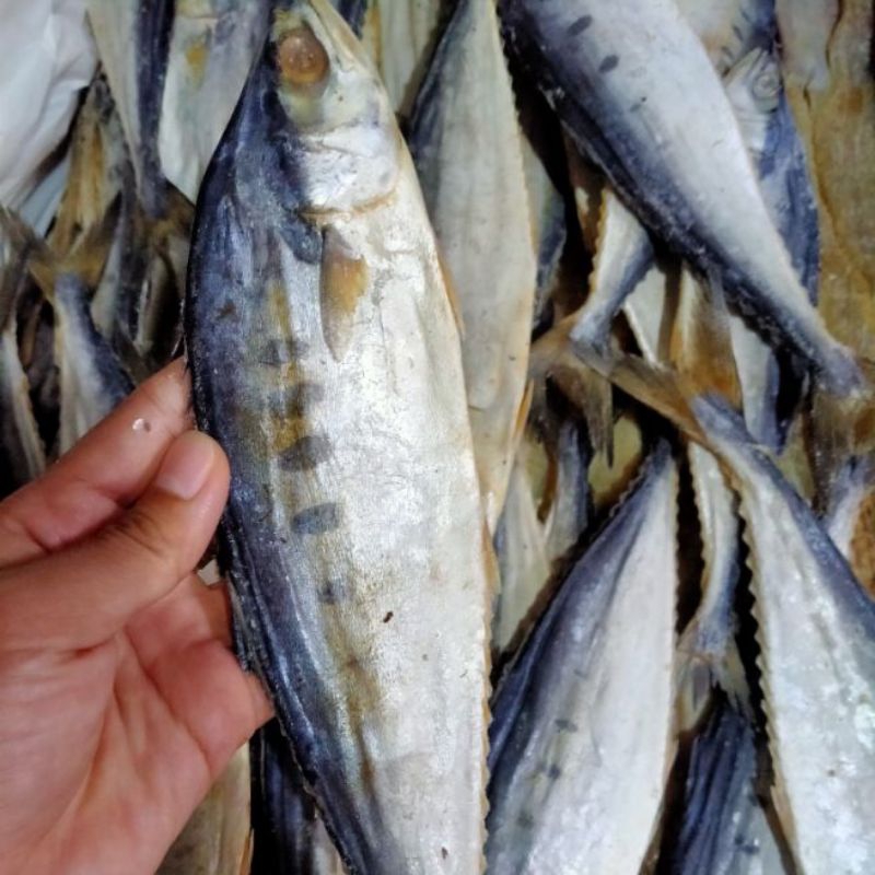 

Ikan talang talang segar 1kg talang talang Fresh