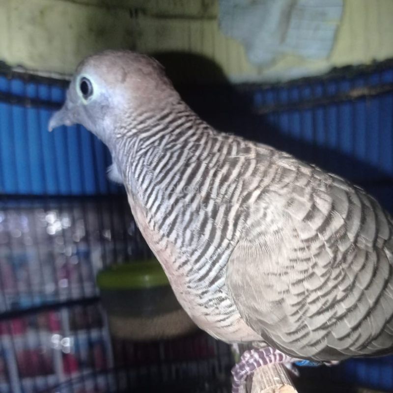 Burung perkutut crossing katuranggan kantong Semar