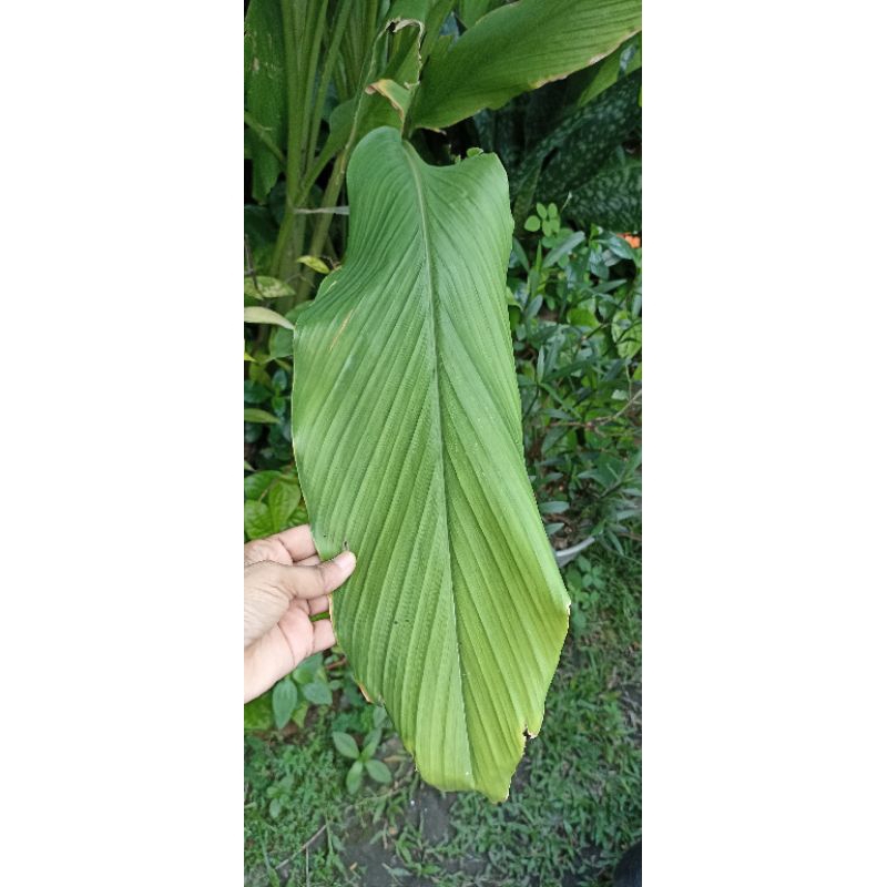 

Daun kunyit segar perlembar