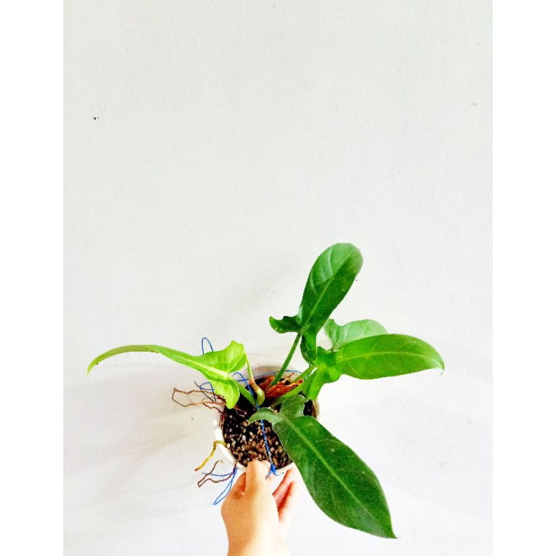 philo equador philodendron ecuadorian canoe philodendron equador